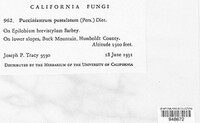 Pucciniastrum epilobii image